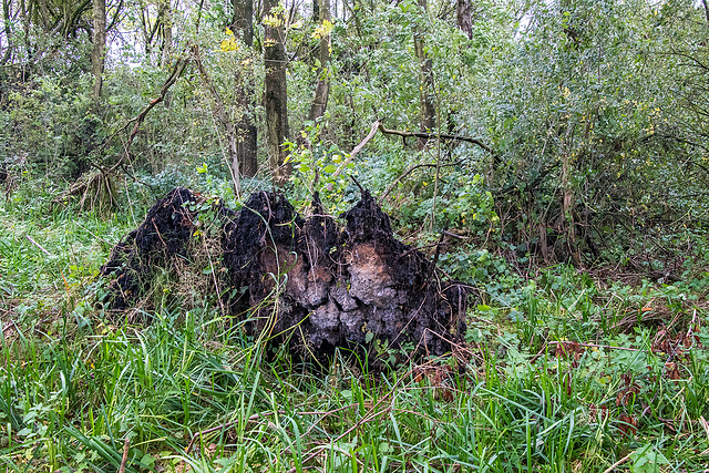 Damaged roots