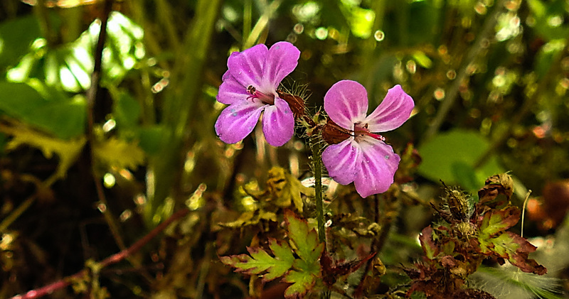 20200517 7506CPw [D~LIP] Stinkender Storchsschnabel (Geranium robertianum agg) [Ruprechtskraut], UWZ, Bad Salzuflen