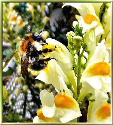 Ackerhummel am Leinkraut... ©UdoSm