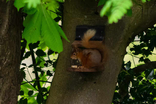 Red Squirrel on the feeder