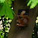 Red Squirrel on the feeder
