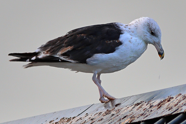 EOS R7 Peter Harriman 07 52 31 9318 greatBlackBackedGull dpp