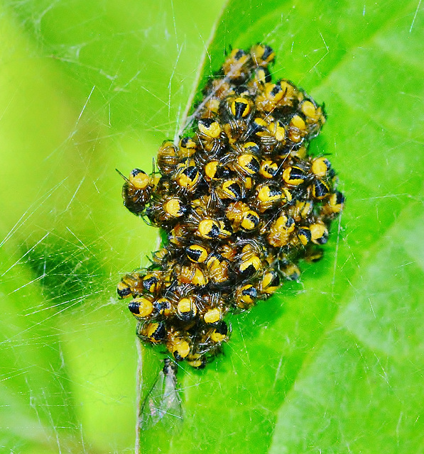 A wee bundle of baby spiders!!