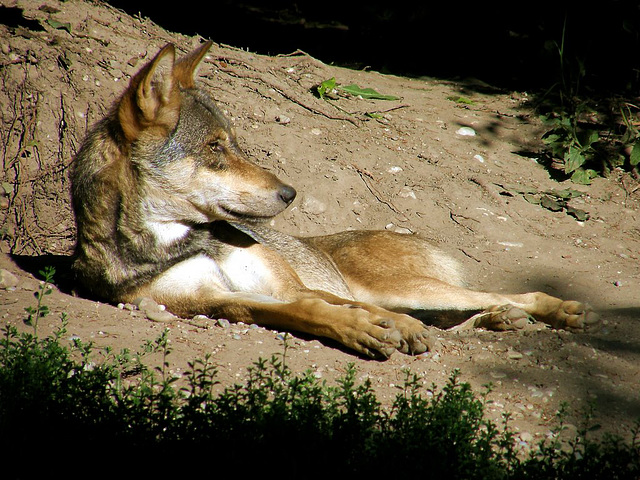 letztes Sonnenbad Canis Lupus