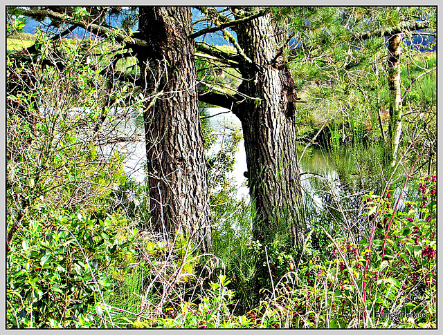 Lake Through Trees.