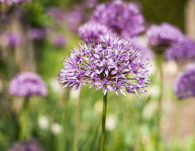 Allium