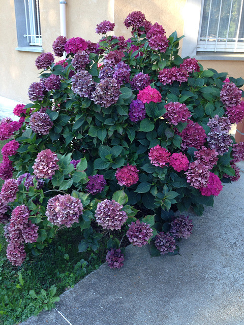 Hortensia