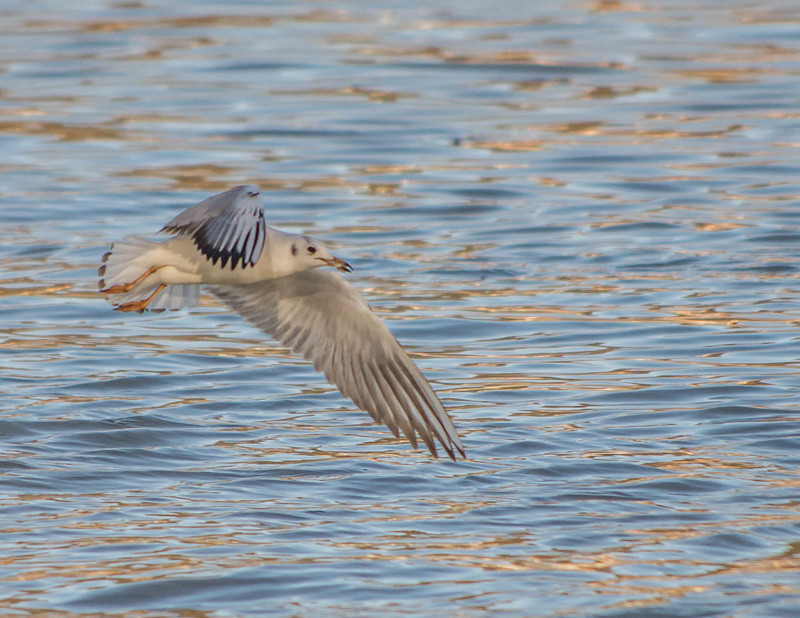 mouette rieuse