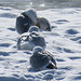 Glaucous Gull / Larus hyperboreus