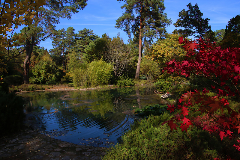 C'est l'automne , alors profitons-en pour immortaliser les couleurs .