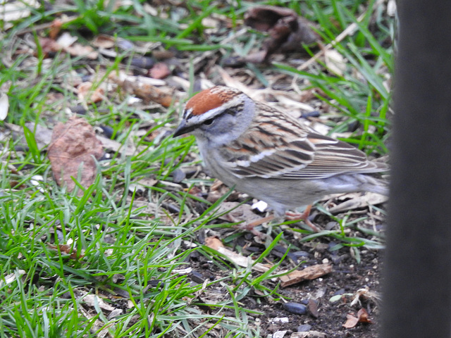 Chipping Sparrow