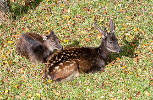 Phillipine spotted deer