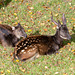 Phillipine spotted deer