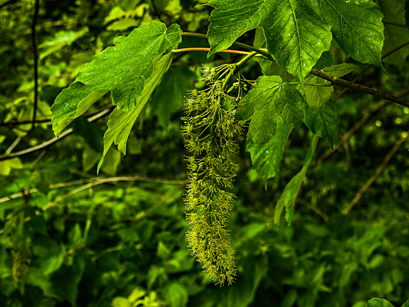 20200517 7508CPw [D~LIP] Berg-Ahorn (Acer pseudoplatanus), UWZ, Bad Salzuflen