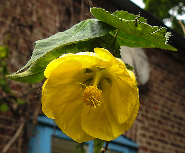 20210609 0634CPw [D~LIP] Roseneibisch (Hibiscus), Käfer, UWZ, Bad Salzuflen