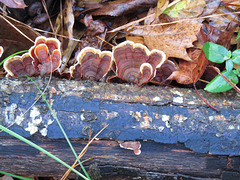 Shelf fungi