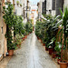 Xàbia 2022 – Street with plants