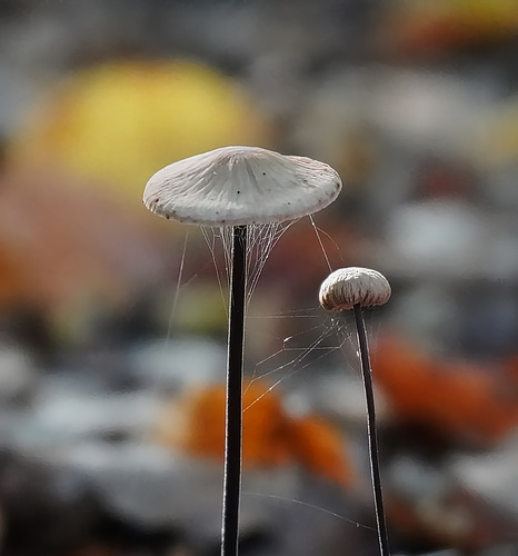 Langstieliger Knoblauchschwindling - Mycetinis alliaceus - Garlic parachute