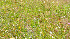 Prairie d'Auvergne...