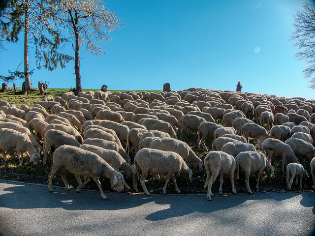 Schäfer bei der Arbeit