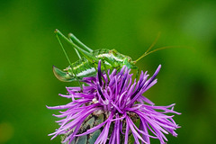 Fast ein Winzling: die Gestreifte Zartschrecke - Almost tiny: the striped bush-cricket