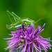 Fast ein Winzling: die Gestreifte Zartschrecke - Almost tiny: the striped bush-cricket