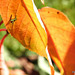 Autumn Leaves