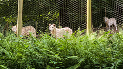 ipernity-Treffen in Saarburg - Wolfspark Werner Freund am 30.05.2026