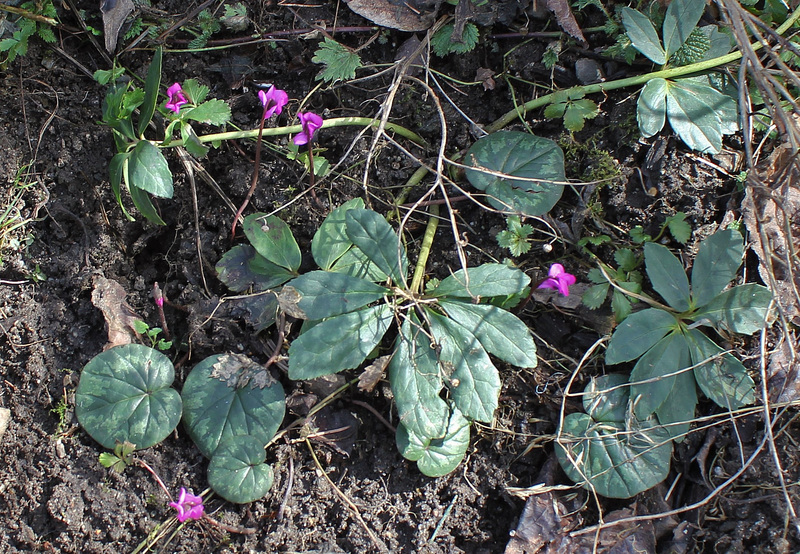 Cyclamen coum