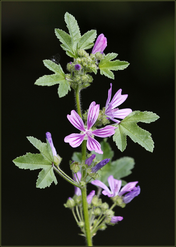 La grande Mauve