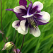 Columbine.