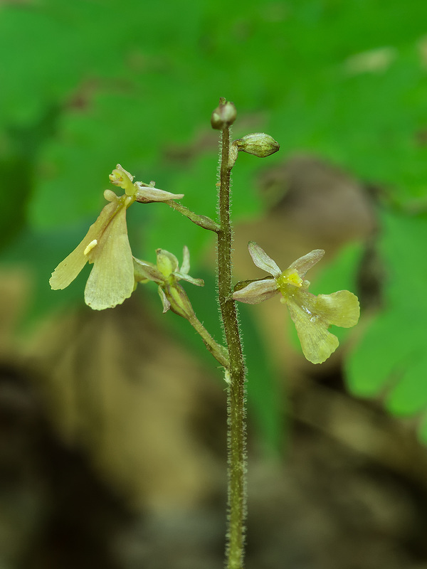 Neottia smallii (Appalachian Twayblade orchid)