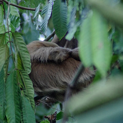 Shy Sloth