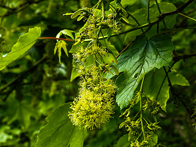 20200517 7509CPw [D~LIP] Berg-Ahorn (Acer pseudoplatanus), UWZ, Bad Salzuflen