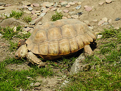 20220422 0665CPw [D~HF] Griechische Landschildkröte (Testudo hermanni), Herford