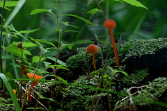 Waxcaps_IMG 20230719