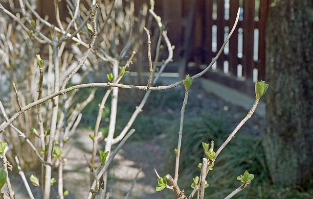 Hydrangea awakening after winter seep