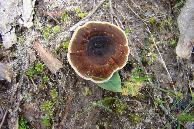 Fungus near Parsons Head