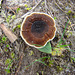 Fungus near Parsons Head