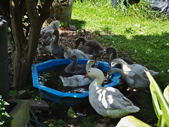 Pilgrim goose family at the pool