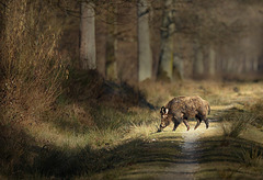 Le petit chemin