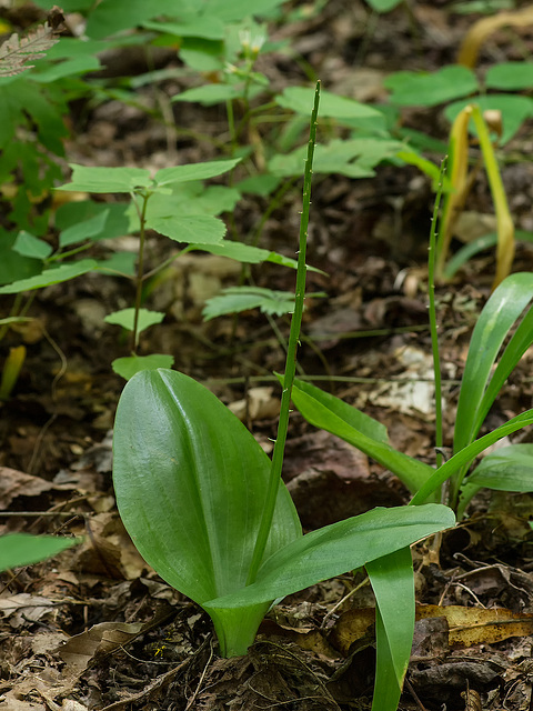 Liparis liliifolia (Lily-leaved Twayblade orchid)