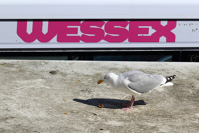 EOS 60D Unknown 15 35 05 5897 Gull dpp