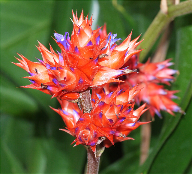 Schöne Blüte im Berggarten