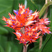 Schöne Blüte im Berggarten