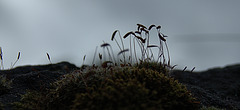 The Wondrous Wee World Of Moss