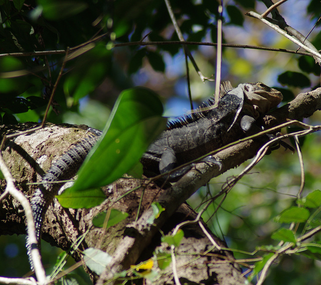 Spinytail Iguana