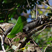 Spinytail Iguana