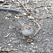 Chipping Sparrow