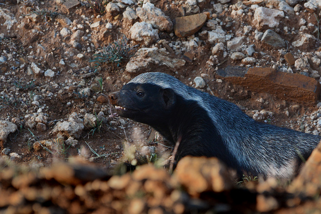 Namibia, The Honey Badger